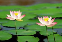 莲花花语是什么