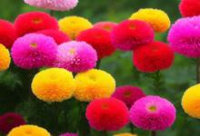 菊花花语是什么