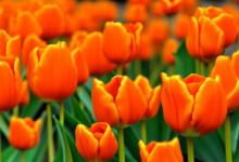 橘色郁金香花语
