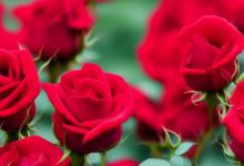 21朵玫瑰花花语