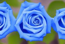 蓝色玫瑰花语代表什么