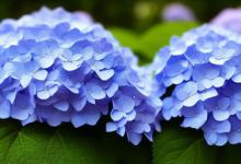 紫阳花花语寓意