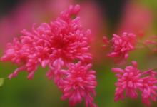 桅子花花语是什么