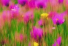 忽地笑的花语和传说
