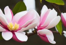 白玉兰花语和含义