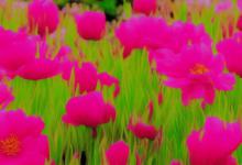 格桑花的花语和寓意