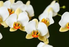 黄金甲蝴蝶兰的花语和寓意