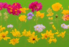 花语大全带花名