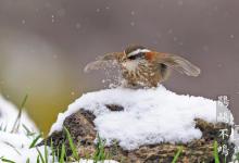 下周大雪：3宜3忌小心阴气最重的15天