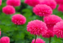 菊花的花语是什么意思