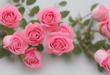 11朵戴安娜玫瑰花语