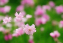 繁花似锦是什么意思