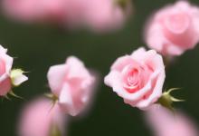 浅粉色玫瑰花语