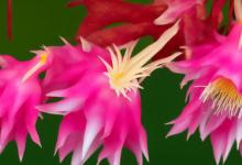 昙花的花语是什么