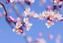 梅花香自苦寒来的意思
