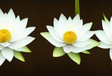 白莲花是什么意思