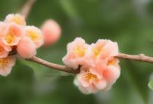 烂桃花一般会持续多久