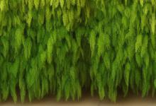 一进门见到什么植物好
