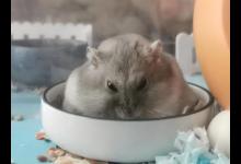 仓鼠太胖会怎么样？怎样控制仓鼠的体重？