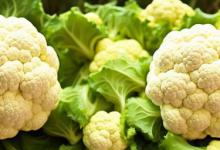 菜花黄了还能吃吗