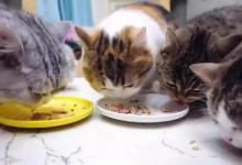 猫咪最喜欢吃的食物，你了解吗？推荐六种猫的美味，让猫爱上你！