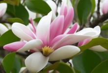 玉兰花的花语和寓意