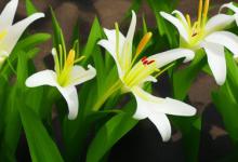 百合花语和寓意