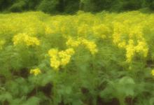 彼岸花为什么不能养