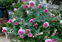 家养3种花，冬天不修剪，来年“光长叶”！