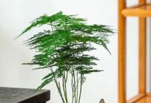 养文竹，“3种药片”兑水浇，小芽呼呼冒，爆盆开成“满天星”