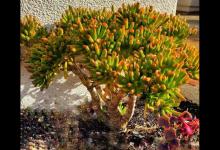 客厅见叶，家大业大，3种叶子花，漂亮好养，招财旺人！