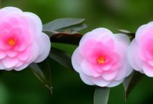 茶花可以泡水喝吗