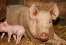 母猪催产素的使用方法，母猪催产素应该怎么用？本文告诉你！