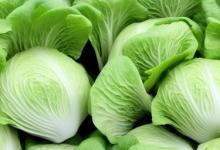 大白菜营养价值