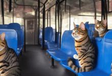 猫能上公交车吗