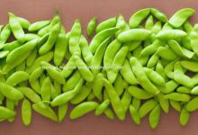 新鲜毛豆怎么保存