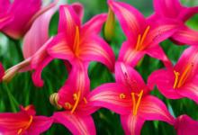 百合花适合送什么人
