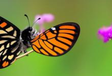 蝴蝶是什么动物