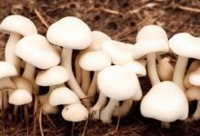 白蘑菇是口蘑吗
