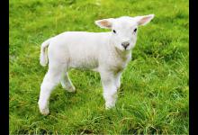 人吃的奶粉可以给小羊吃吗？羊羔没奶吃怎么办？小羊羔能吃什么？