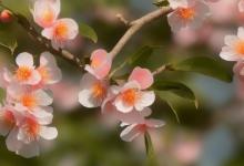 属虎的卧室放什么最旺桃花