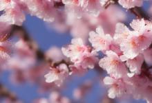 樱花代表什么含义