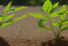 代表和平的植物是什么
