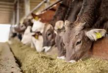 养牛喂饲料是干料好还是湿料好？这两种喂法各有什么特点？