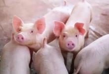 冬季猪群呼吸道病不仅高发，而且怎么都治不好，究竟是为什么？