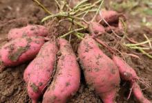 脾胃喜欢的4种食物：气血虚的人，照着吃就对了！