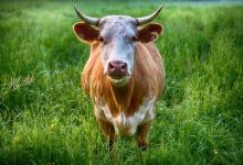 又一个地区的牛肉禁止进口了！国外牛得蓝舌病，国内牛价要涨吗？