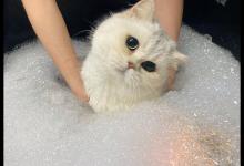 小猫洗澡能用人的沐浴露吗？给小猫洗澡要注意什么？