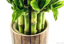 富贵竹水培技巧：轻松养护，绿意盎然