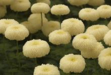菊花为何成为日本皇室的标志